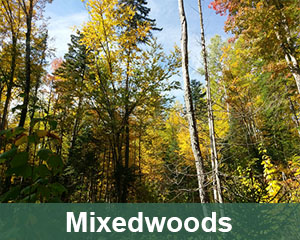 mixedwoods