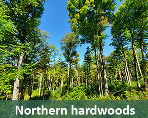 northern-hardwoods