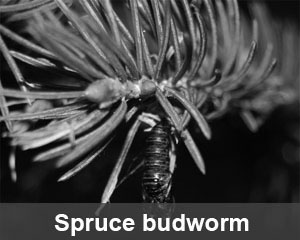 spruce budworm