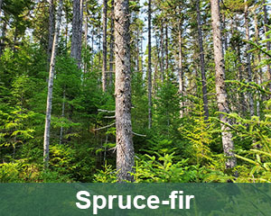 spruce