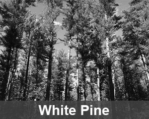 white-pine