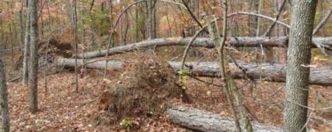 Stephens_windthrow.jpg Stephens_windthrow.jpg