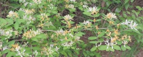 Gardner_invasives.jpg Gardner_invasives.jpg