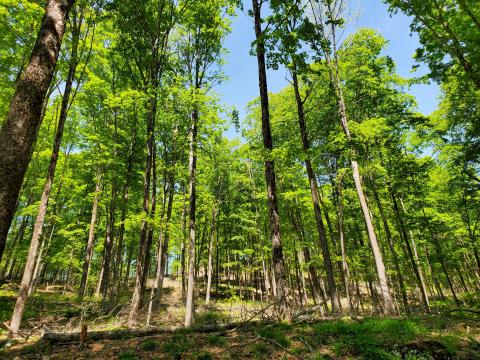 11. Corinth 2021 CTR Matrix_0.jpg 11. Corinth 2021 CTR Matrix_0.jpg