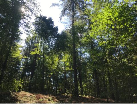 Meadowsend Timberland Ltd. NH7 – Governors Island Forest 3.jpg