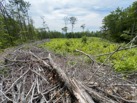 IMG_0620 (1)3.jpg IMG_0620 (1)3.jpg