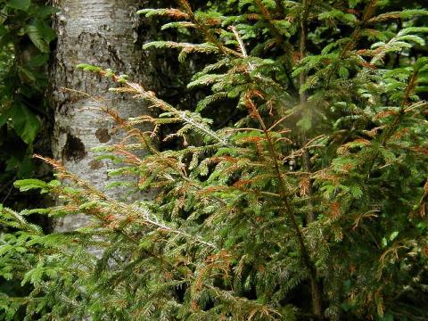 spruce.jpg spruce.jpg