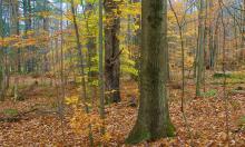 OakTreeInForest.jpg