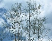 aspenbirch.jpg