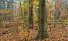 oaktree.jpg