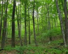 centralhardwood.jpg