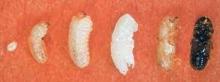 southern pine beetle.jpg