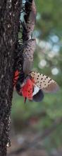 Cheung_spottedlanternfly.jpg
