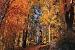autumnforesttiny.jpg