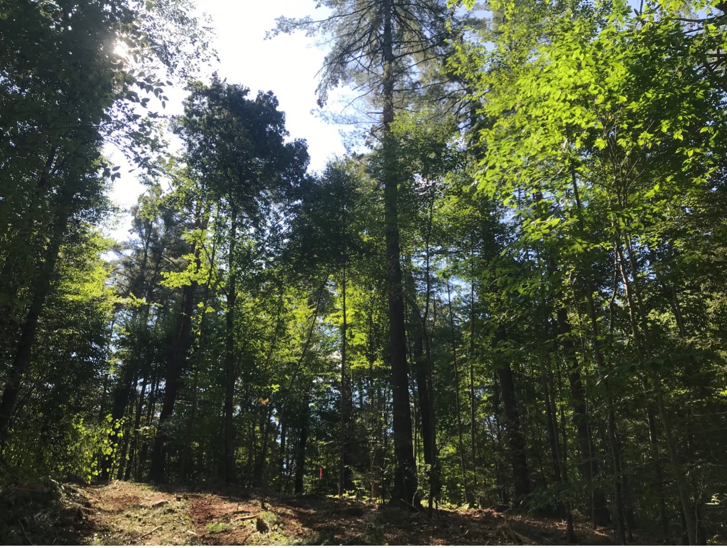 Meadowsend Timberland Ltd. NH7 – Governors Island Forest 3.jpg