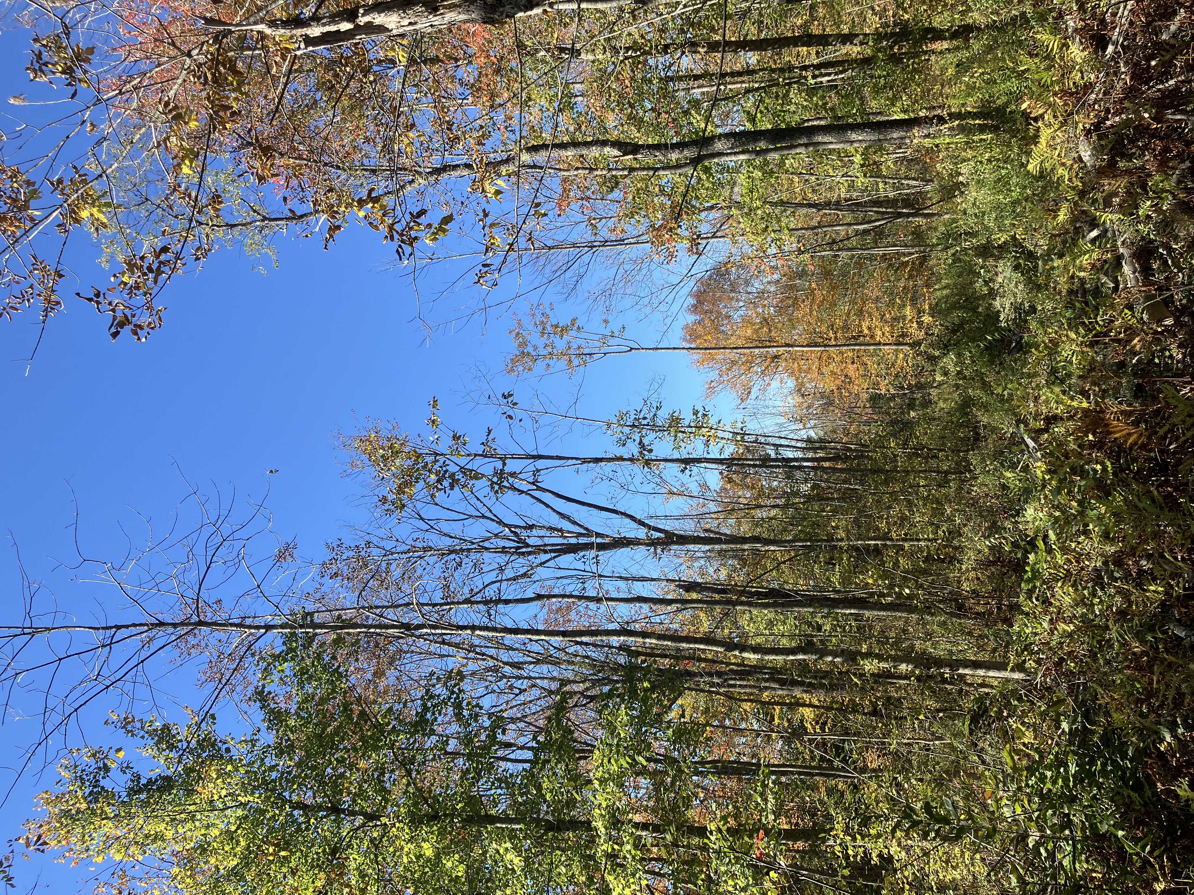 Bud SAPNE Demo Site 2.jpg Bud SAPNE Demo Site 2.jpg