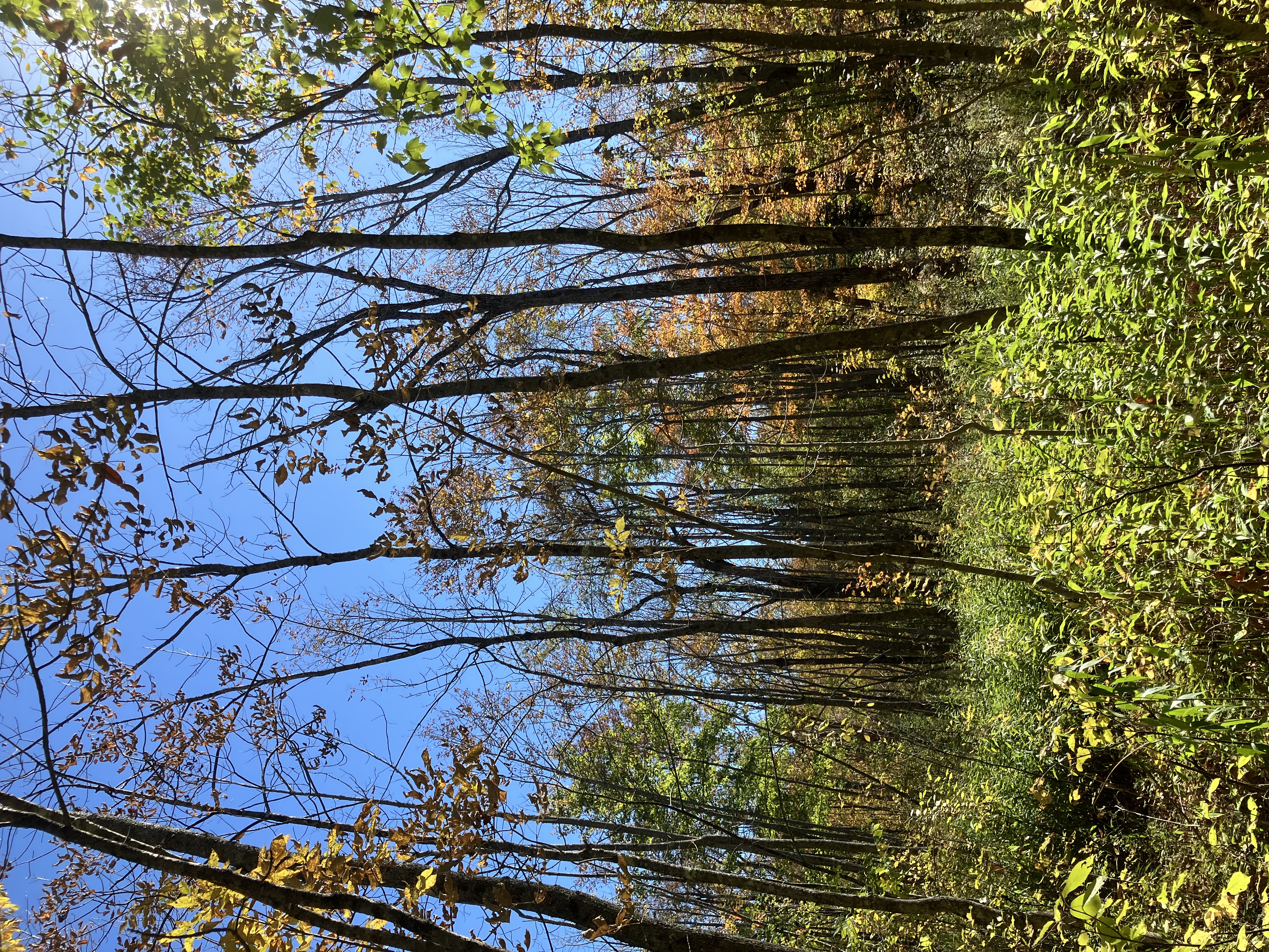 Bud SAPNE Demo Site 3.jpg Bud SAPNE Demo Site 3.jpg