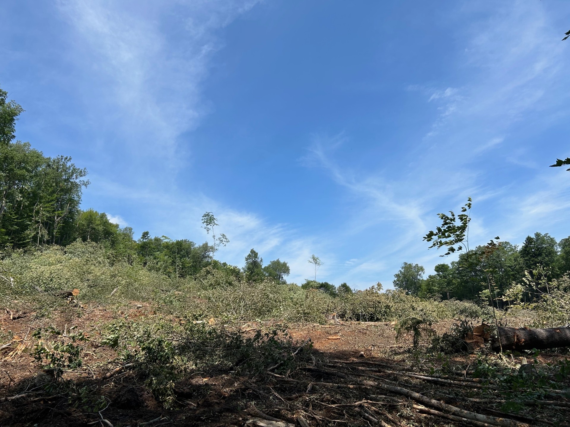 SB Road Clearcut.jpg