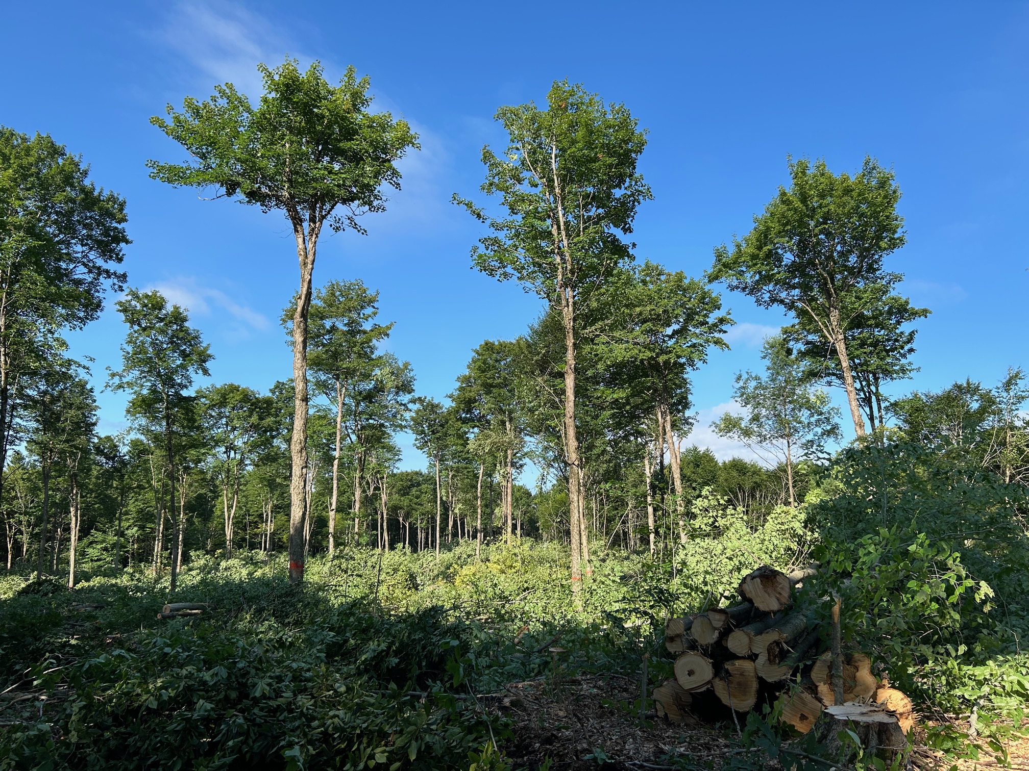 SB Road Rehab Cut.jpg