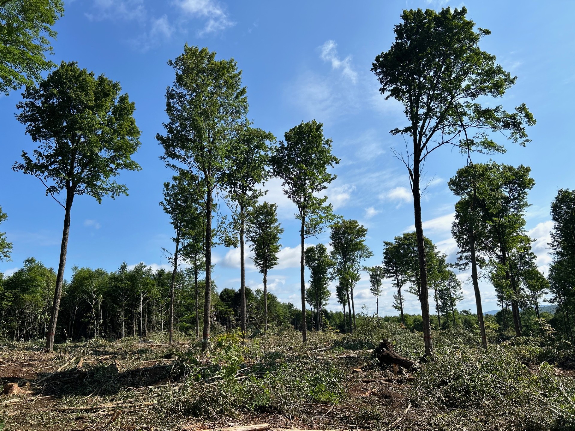 SB Road Seed tree.jpg