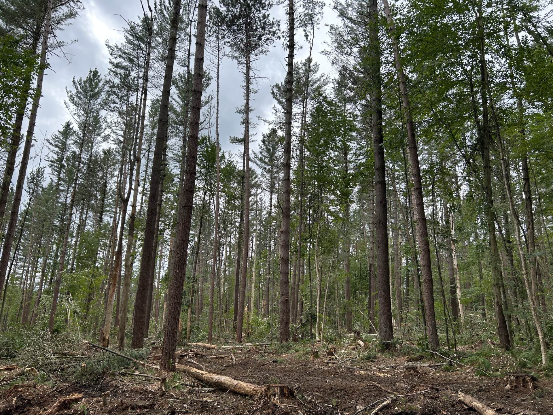 SB Road Uniform Shelterwood.jpg