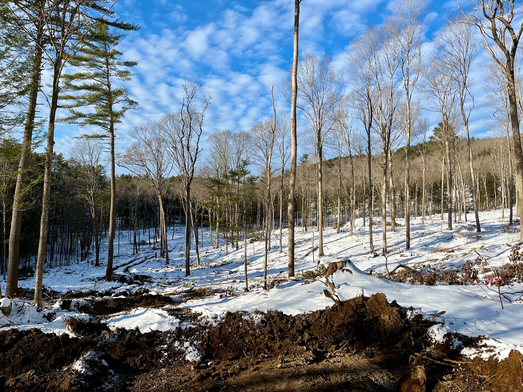 Irregular Shelterwood BMP_0.jpeg