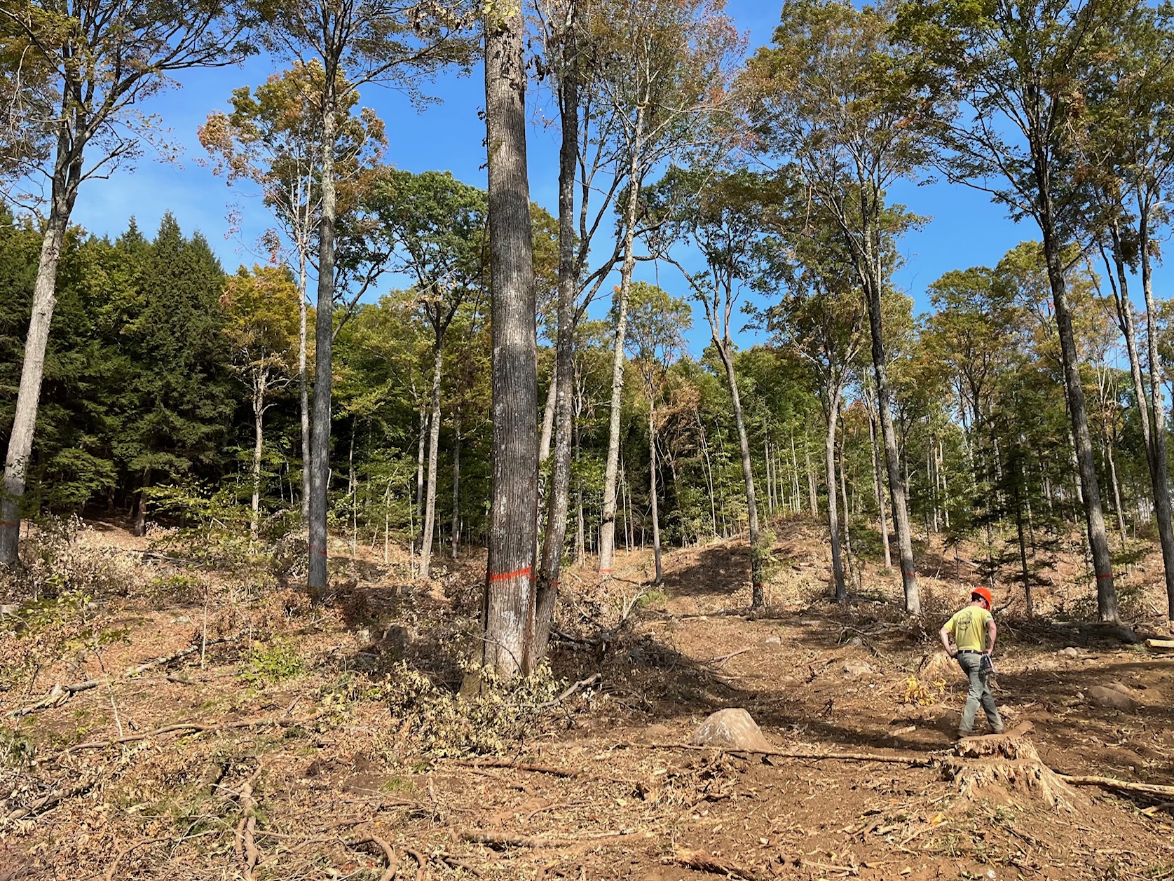 Low Density shelterwood after.jpeg