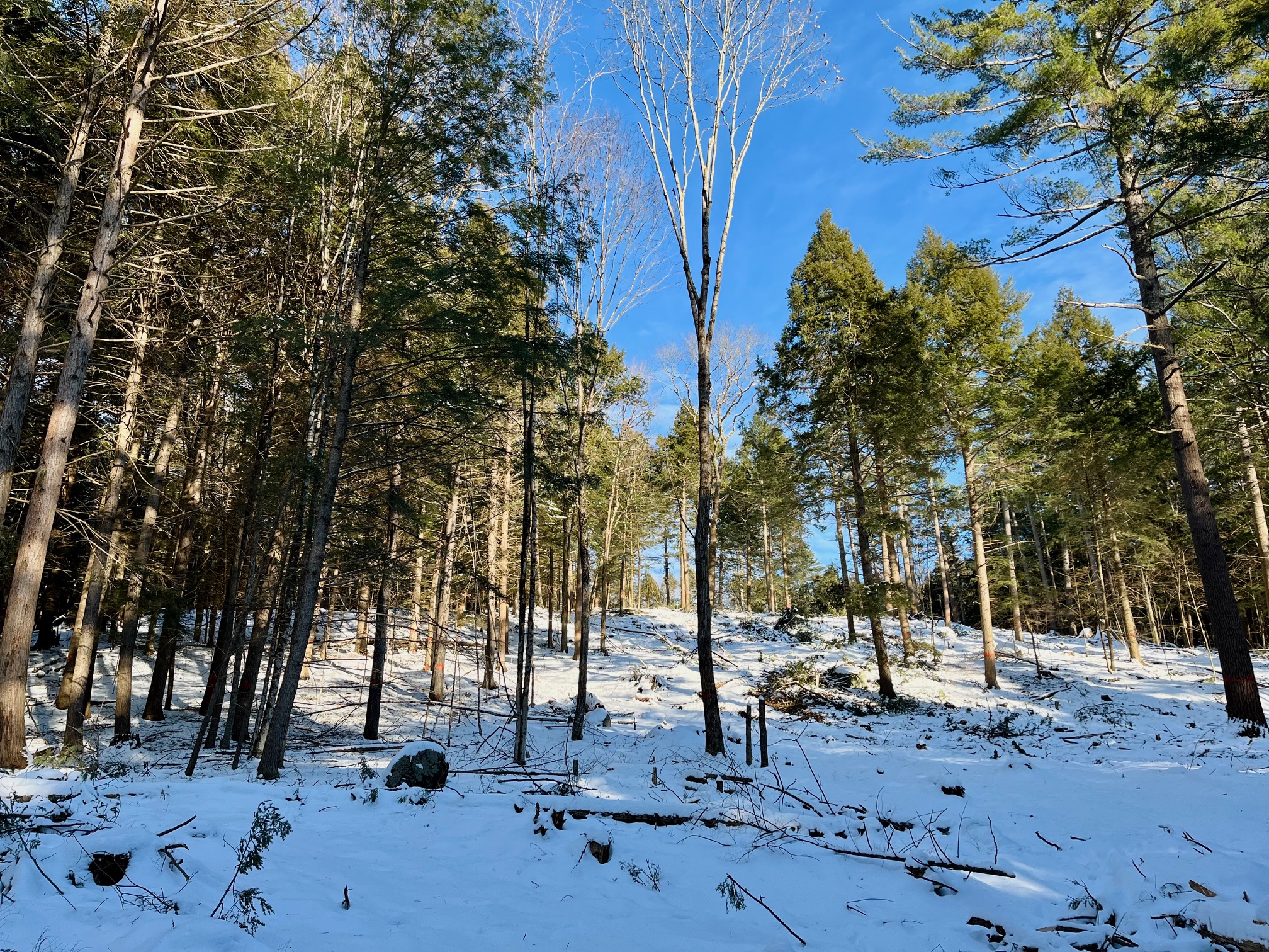 Pine Hemlock Shelterwood Uncut vs Cut.jpeg