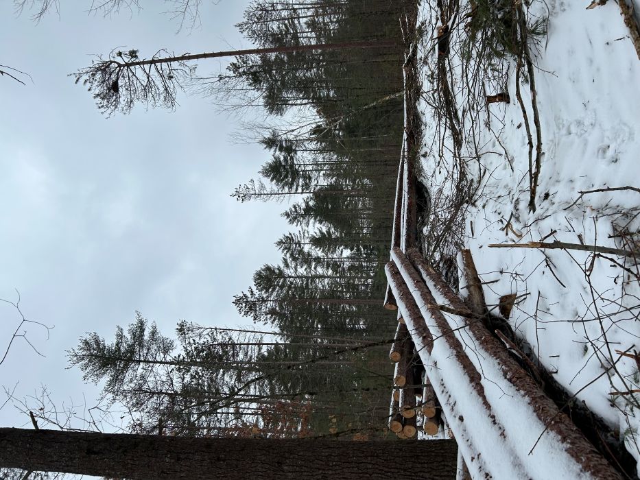 RED PINE HARVESTED-r.jpg