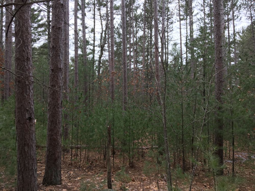 RED PINE PRE HARVEST-r.JPG
