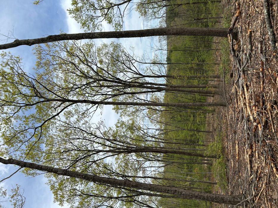 THINNED HARDWOOD-r.jpg