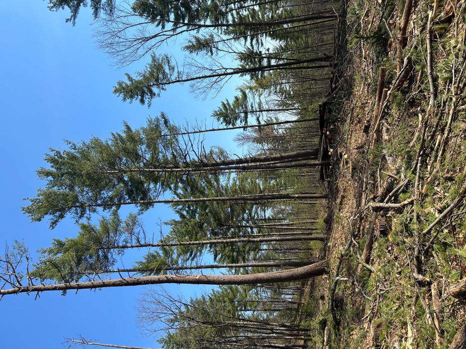 THINNED WHITE PINE-r.jpg