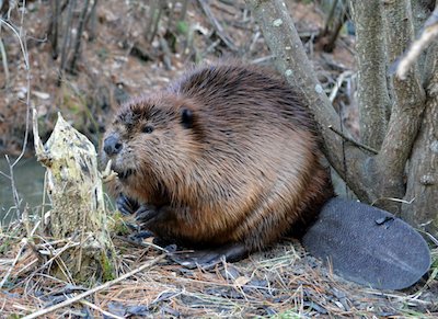 Beaver