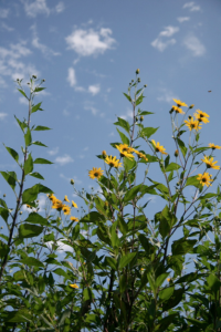 Intervale sunchoke