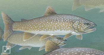 Lake Trout