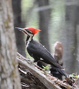 Pileated Woodpecker