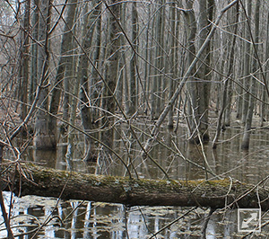 vernal pool