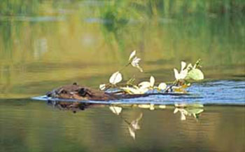 beaver swimming