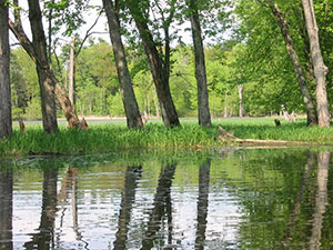 floodplain