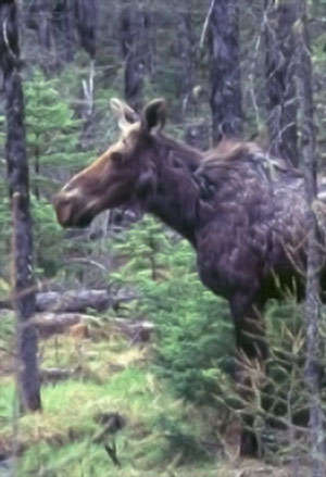 moose