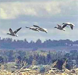 snow geese