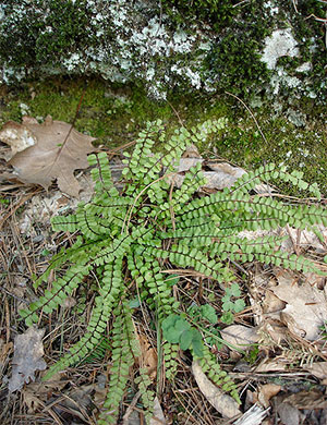 spleenwort