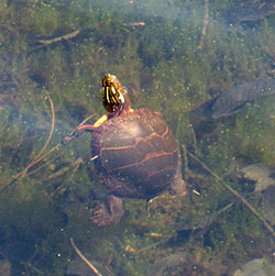 turtle swimming