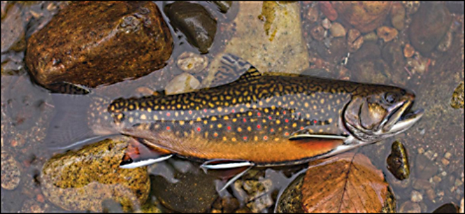 brook trout