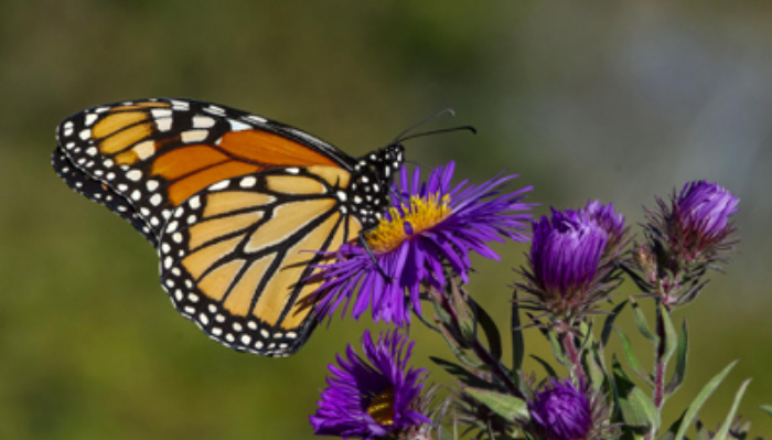 Monarch butterfly