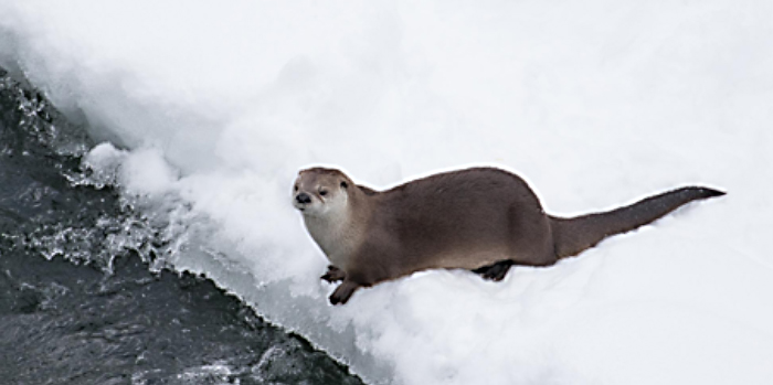 river otter