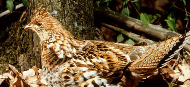 ruffed-grouse