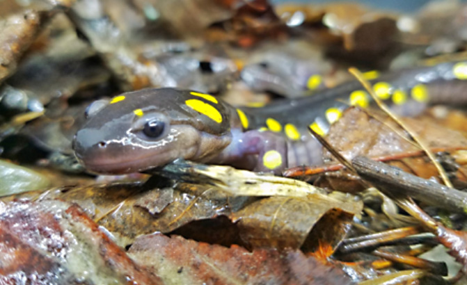 spotted-salamander