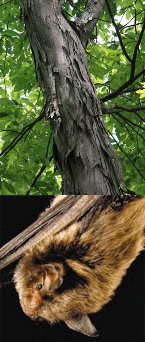 two photos: Indiana Bat and Shagbark Hickory