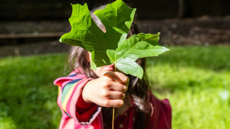 Person holding leaf